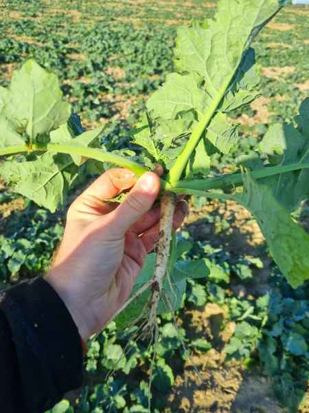 rzepak ozimy InVigor Dazzler