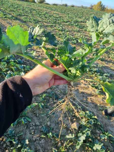 rzepak ozimy LG Arnold