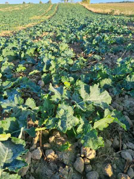 rzepak ozimy LG Arnold