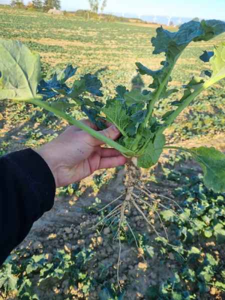 rzepak ozimy LG Arnold