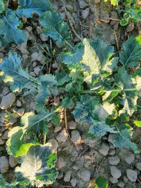 rzepak ozimy LG Arnold