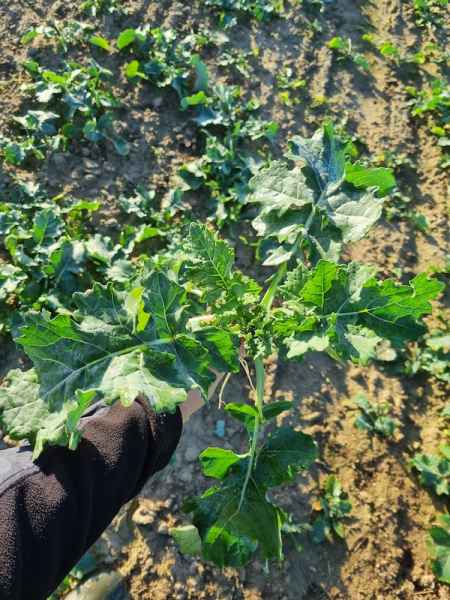 rzepak ozimy InVigor Dazzler