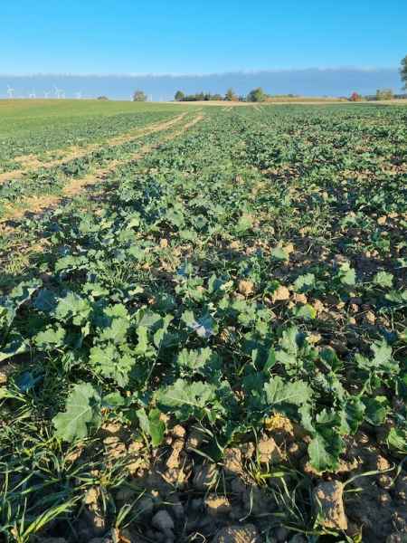 rzepak ozimy InVigor Dazzler