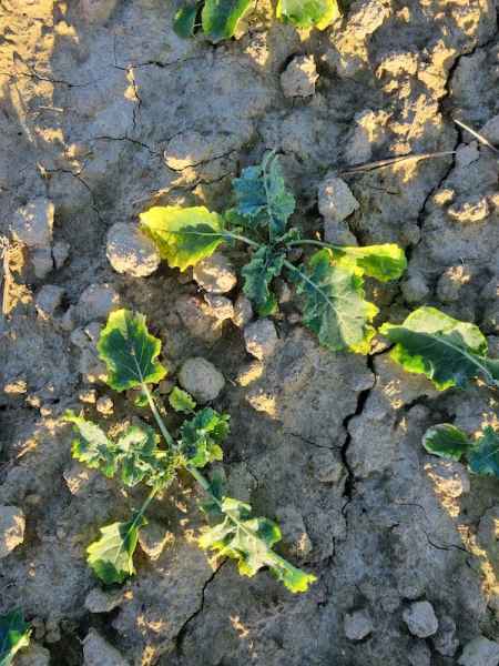 rzepak ozimy uszkodzenia chlomazonem