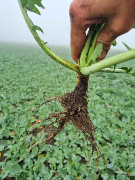 rzepak ozimy InVigor Dazzler
