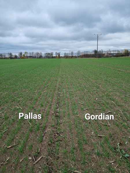 pszenica ozima Pallas vs Gordian