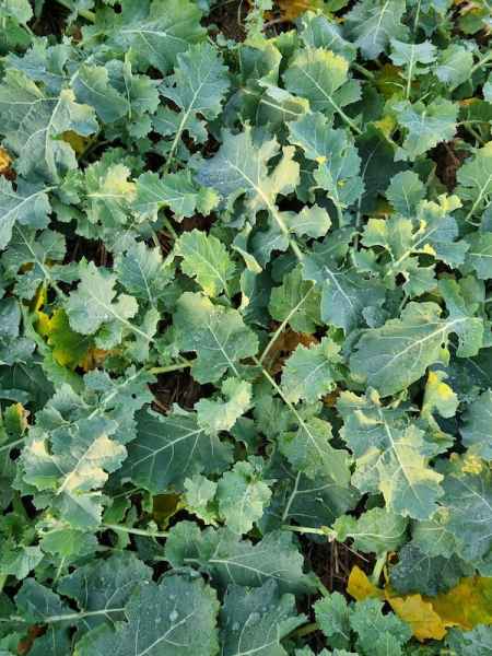 rzepak ozimy LG Arnold