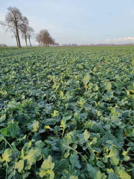 rzepak ozimy Zeus F1