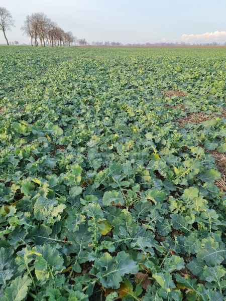 rzepak ozimy LG Arnold