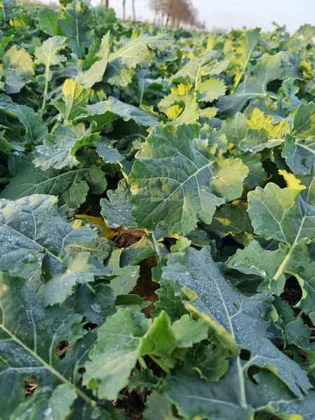 rzepak ozimy Zeus F1