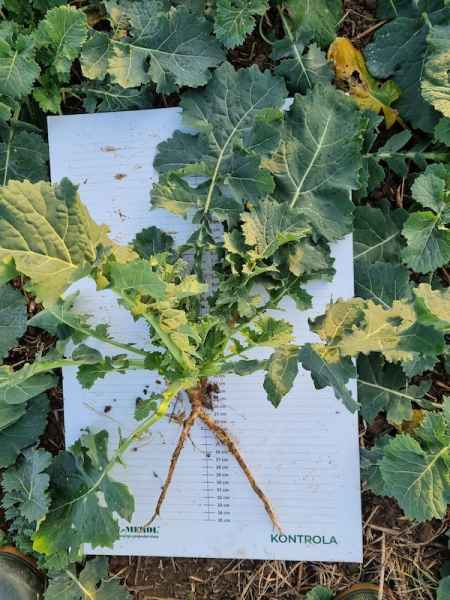 rzepak ozimy Zeus F1