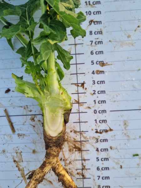 rzepak ozimy Zeus F1