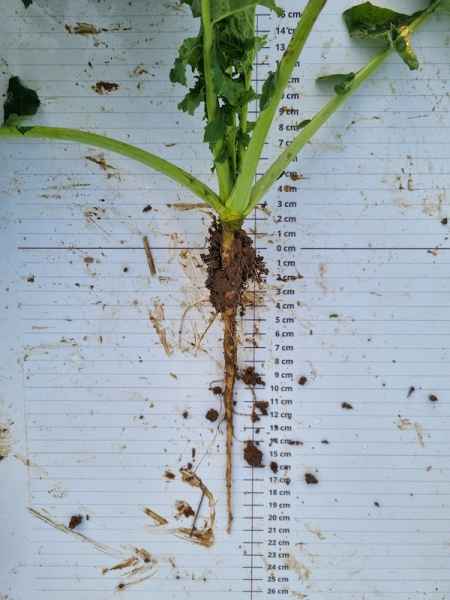 rzepak ozimy LG Arnold