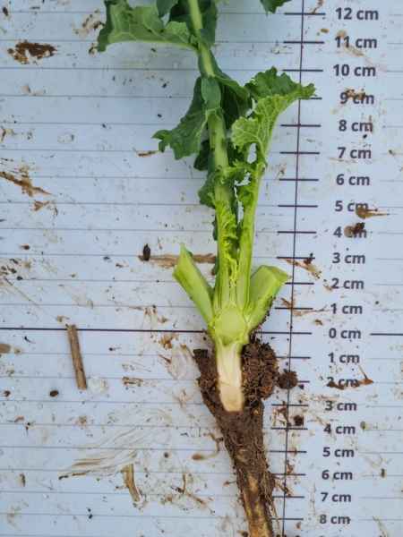 rzepak ozimy LG Arnold