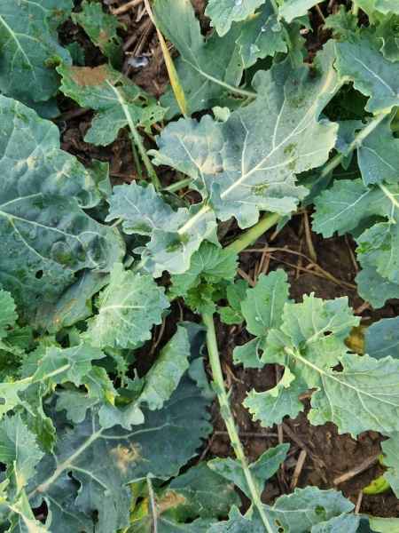 rzepak ozimy Zeus F1