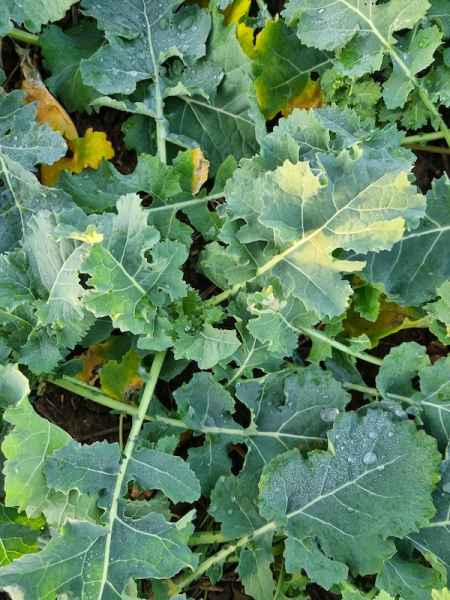 rzepak ozimy LG Arnold