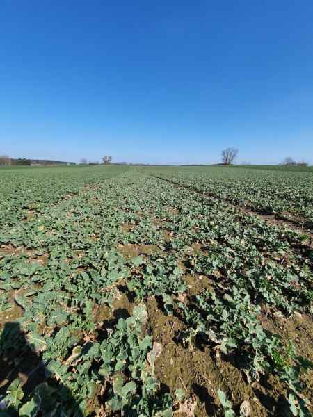 Rzepak ozimy Anabella
