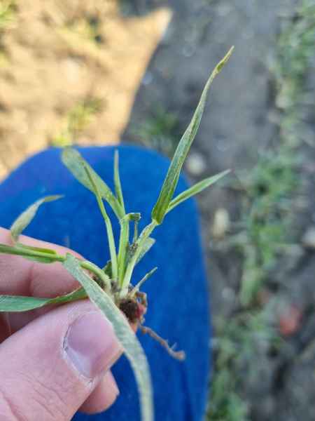 Pszenica ozima Gordian