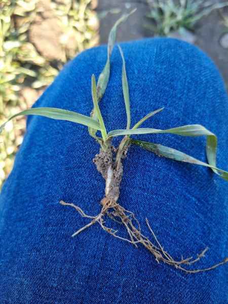 Pszenżyto ozime Transfer