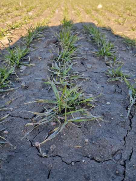 Pszenica ozima Diplom