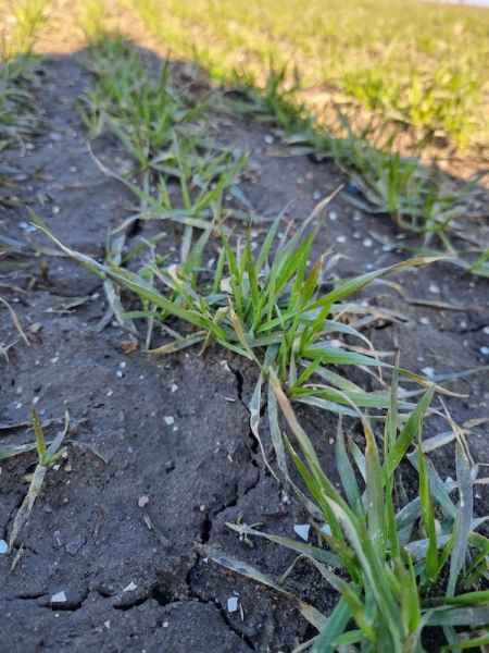 Pszenica ozima Lemmy