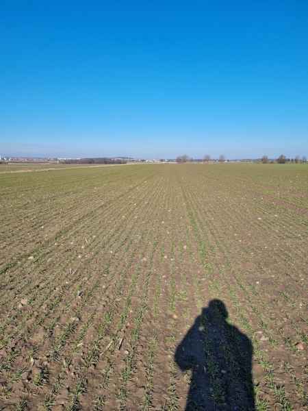 Pszenica ozima Gordian