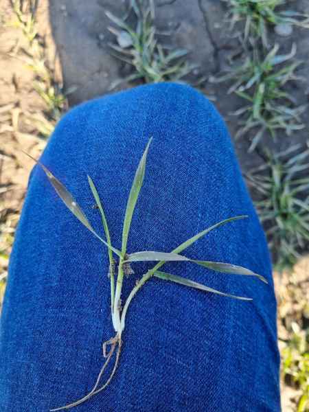 Pszenica ozima Diplom