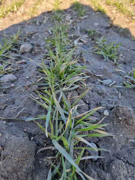 Pszenica ozima Diplom