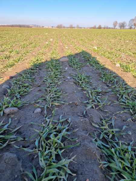 Pszenżyto ozime Transfer