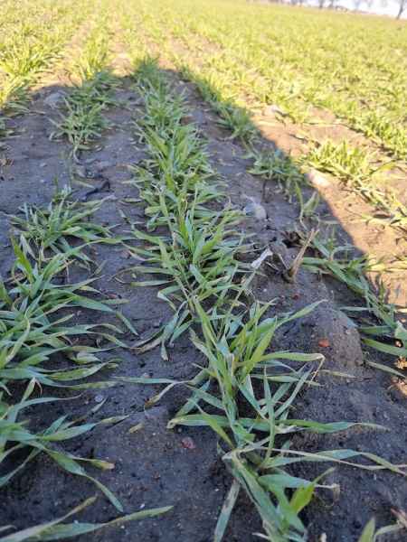 Pszenżyto ozime Bogart