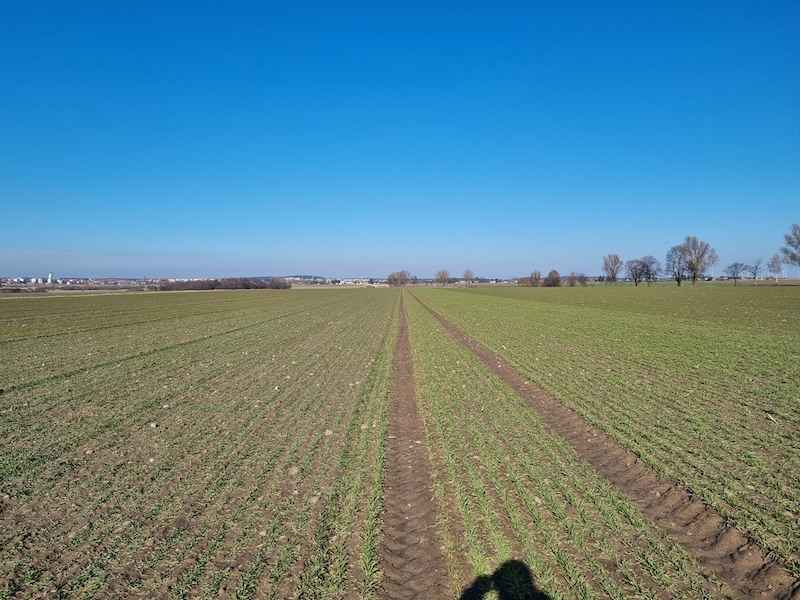 Pszenżyto ozime Bogart