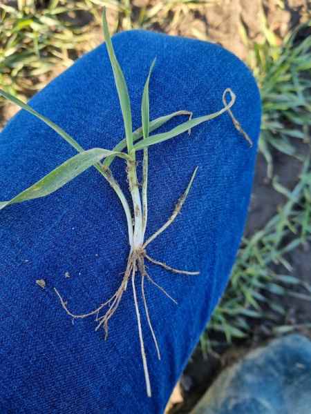 Pszenżyto ozime Bogart