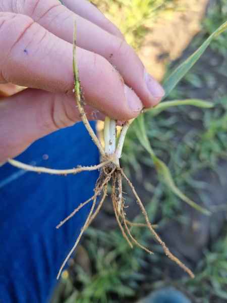 Pszenżyto ozime Bogart