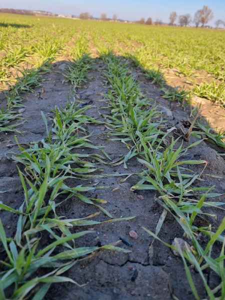 Pszenżyto ozime Bogart