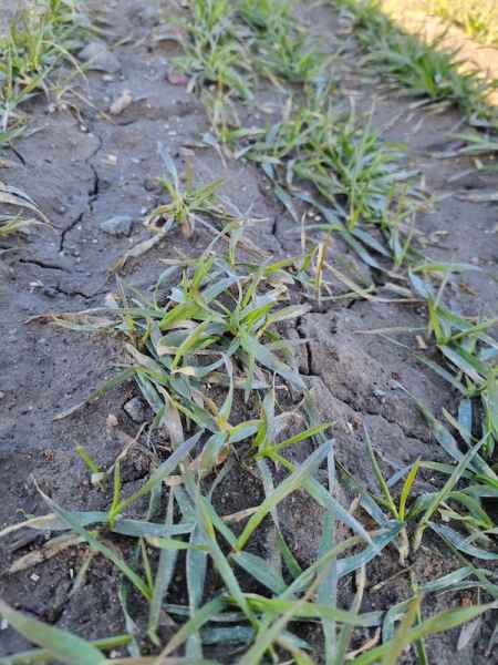 Pszenica ozima Gordian