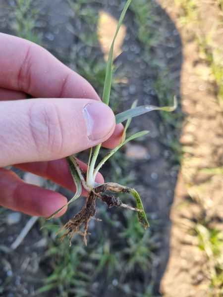 Korzonek przybyszowy