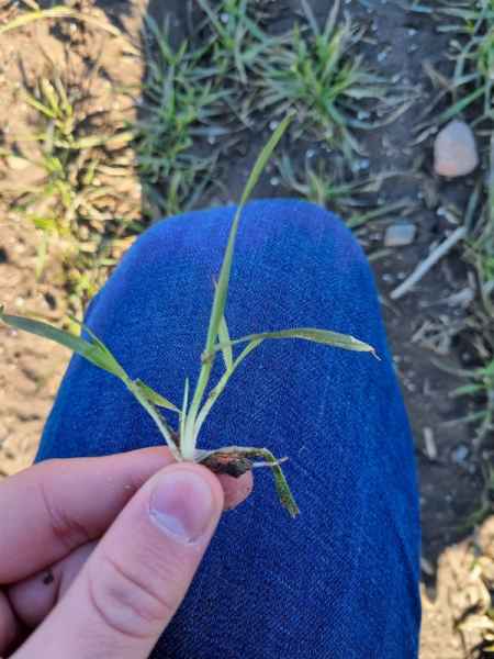 Pszenica ozima Lemmy