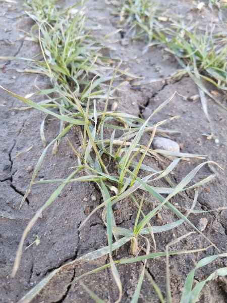 Pszenica ozima SY Dubaj