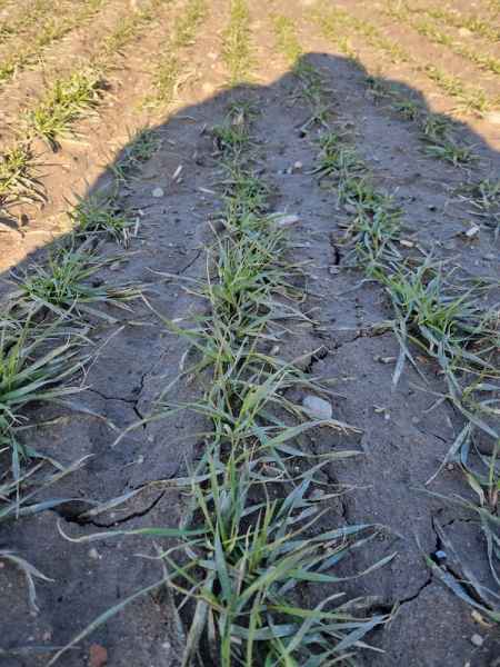 Pszenica ozima SY Dubaj