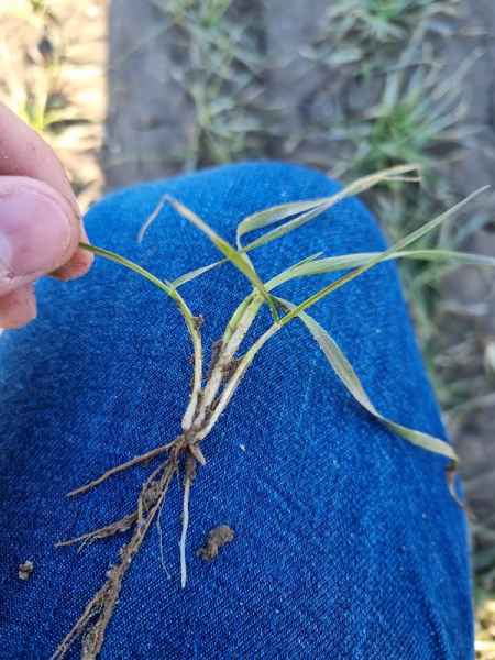 Pszenica ozima SY Dubaj