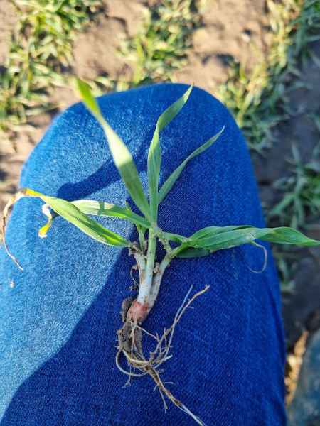 Pszenżyto ozime Tadeus