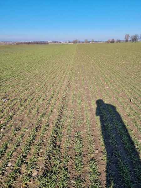 Pszenżyto ozime Tadeus