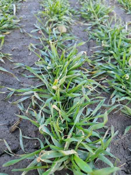 Pszenżyto ozime Tadeus