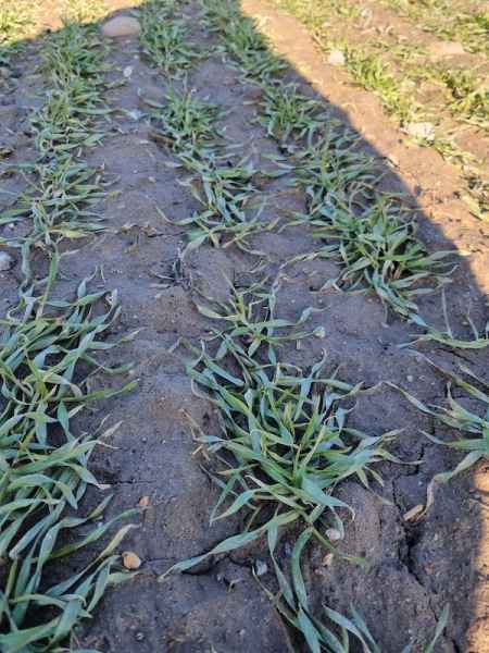 Pszenżyto ozime Transfer