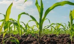 Nowa odsłona Demo-Farmy - kukurydza