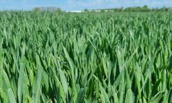 Nieżychowice - majowa lustracja zbóż