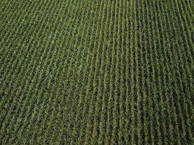 Kukurydza w Kobylinie - przegląd zabiegów