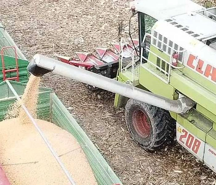 Podsumowanie zbiorów kukurydzy 2021 na Demo Farmach