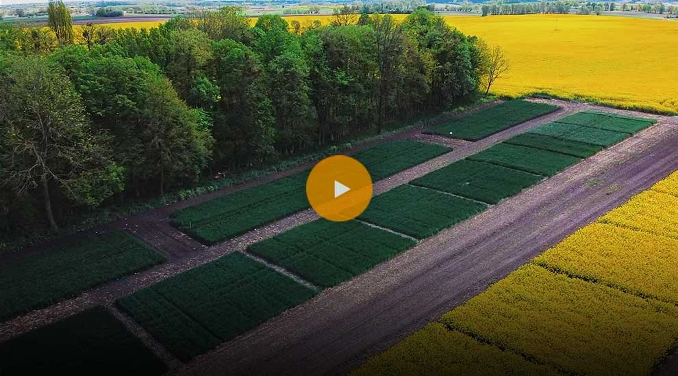 Lustracja pól rzepaku, zbóż i kukurydzy